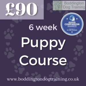 6 week Puppy Course